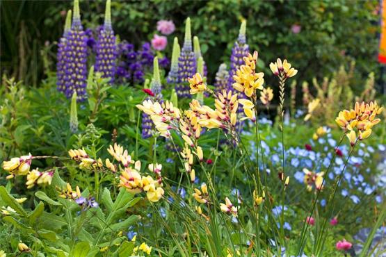 Люпин, иксия (Lupinus Thomas, Ixia Buttercup)